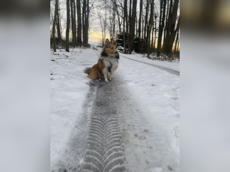 Sheltie-Deckrüde LOKI