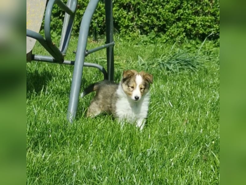 Sheltiewelpen