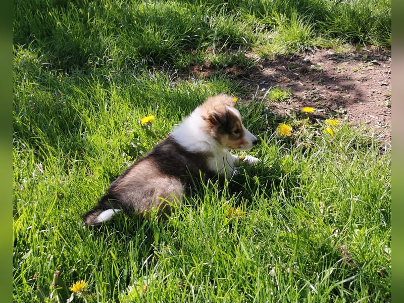 Sheltiewelpen