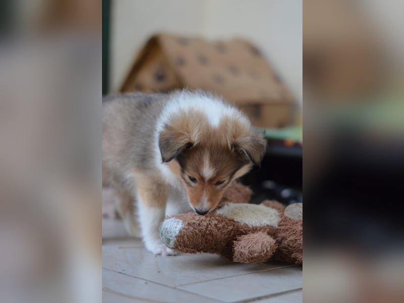 Sheltie Welpen