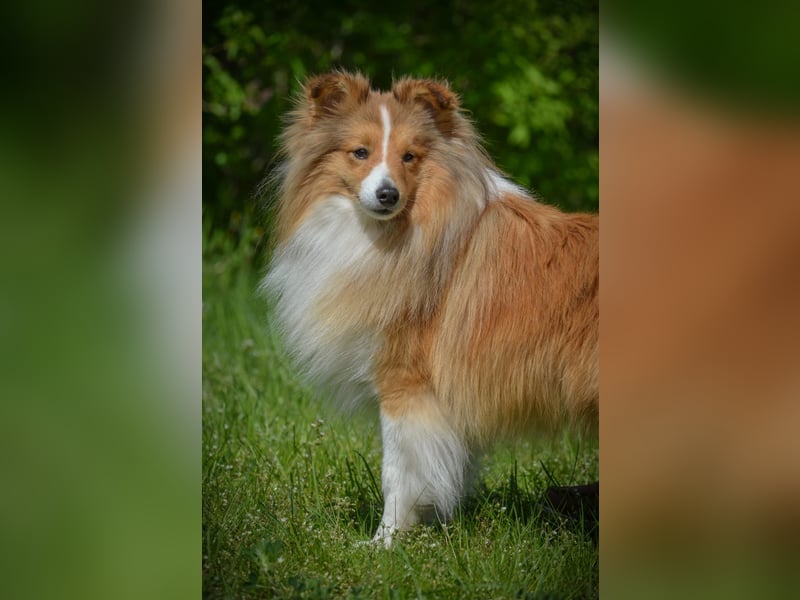Sheltiewelpen