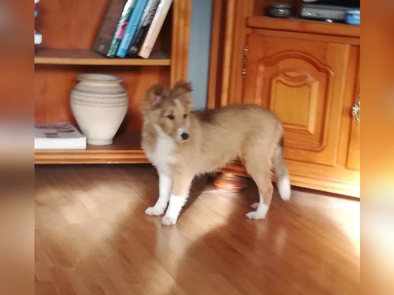 Sheltie Welpen