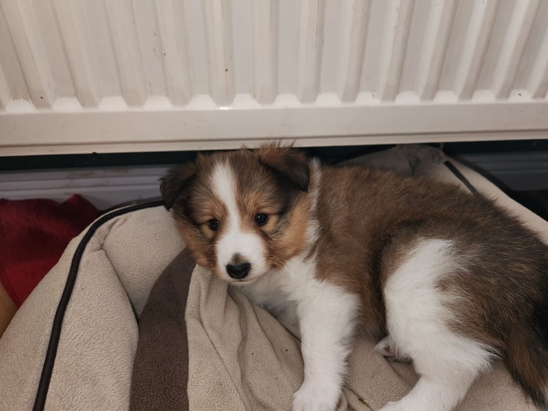Sheltiewelpen