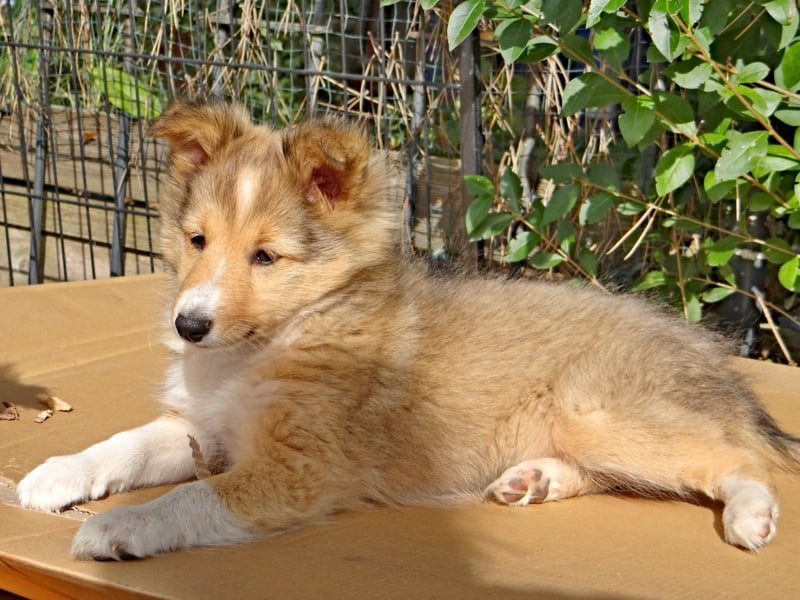 Sheltie Welpen