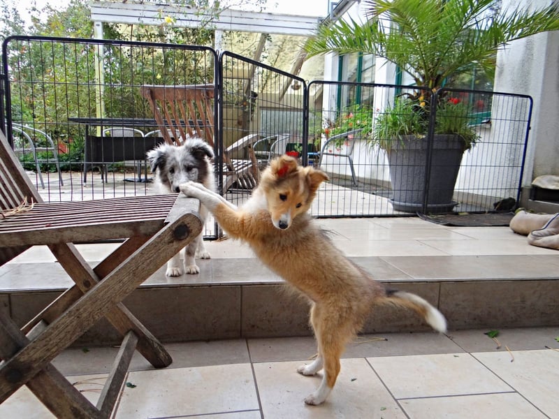 Sheltie Welpen