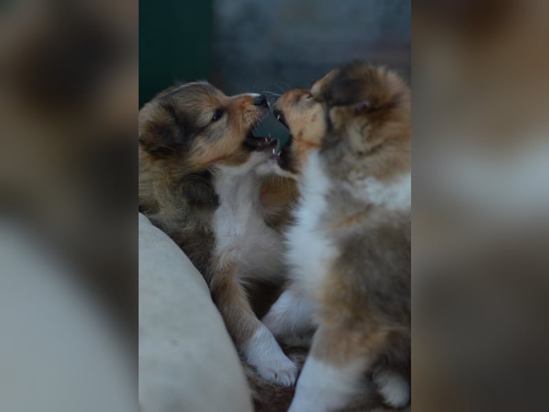 Sheltie Welpen