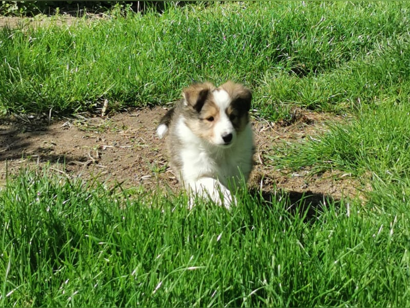 Sheltiewelpen