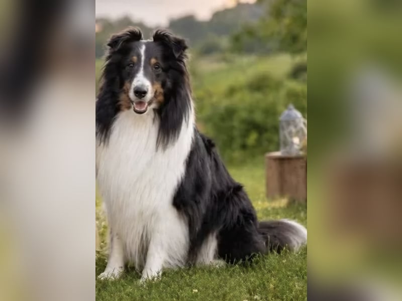 Sheltie Shetland Sheepdog Deckrüde