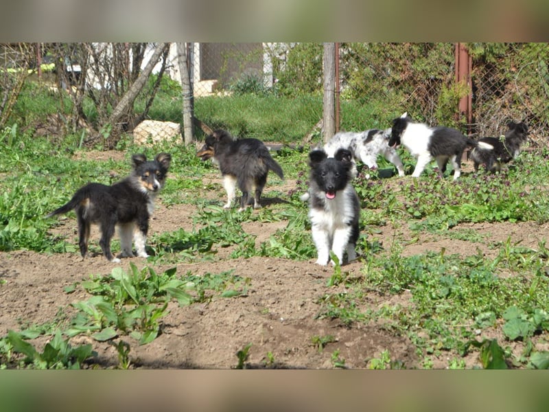 Sheltie-Welpen mit FCI-Dokumenten