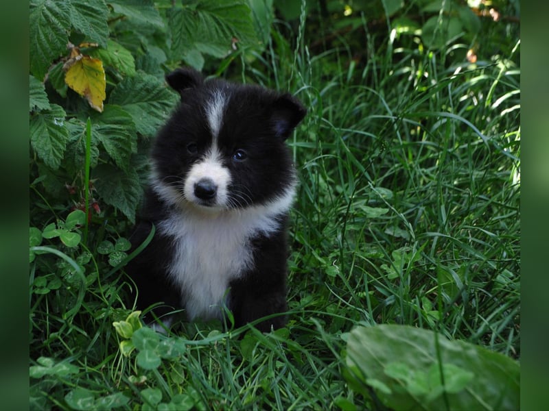 Sheltie Welpen Mädchen