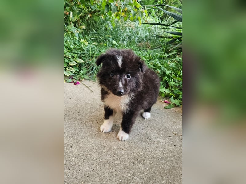 Sheltie Welpen Mädchen