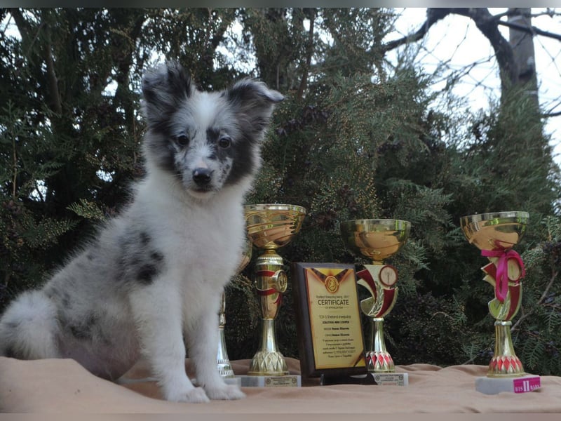 Sheltie-Welpen mit FCI-Dokumenten