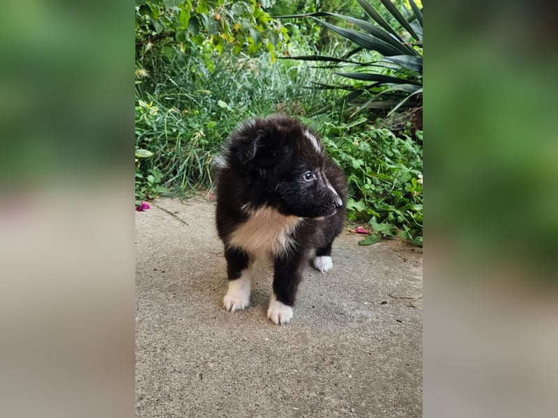 Sheltie Welpen Mädchen