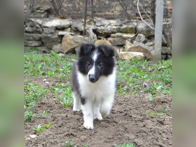 Sheltie-Welpen mit FCI-Dokumenten