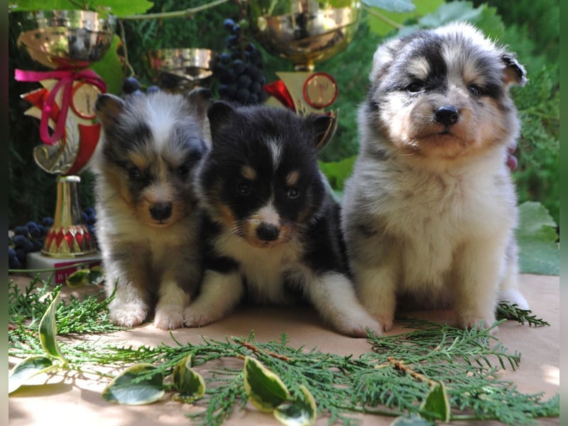 Sheltie Welpen Rüden FCI