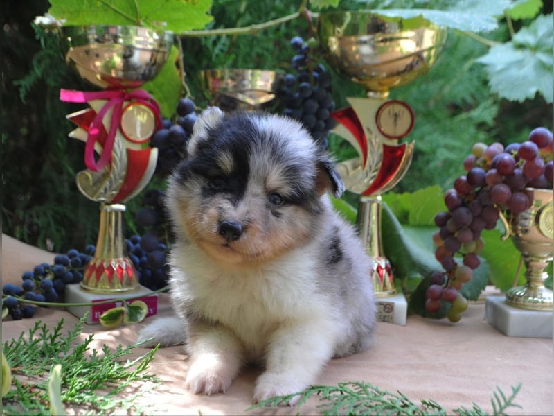 Sheltie Welpen Rüden FCI