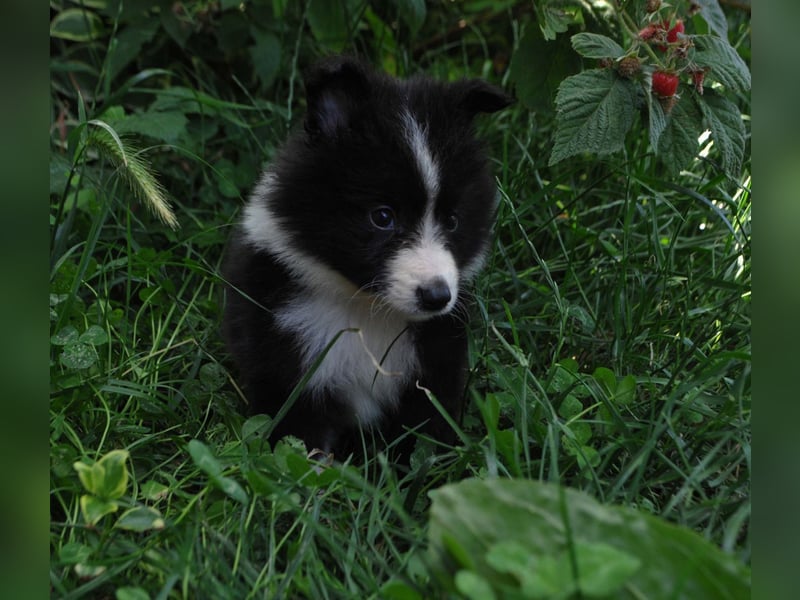 Sheltie Welpen Mädchen FCI