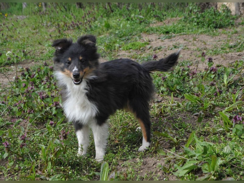 Sheltie-Welpen mit FCI-Dokumenten