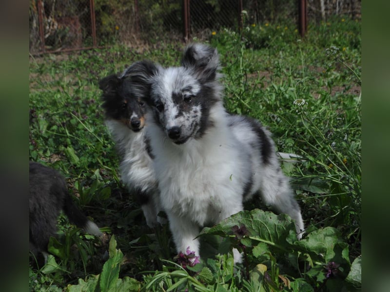 Sheltie-Welpen mit FCI-Dokumenten
