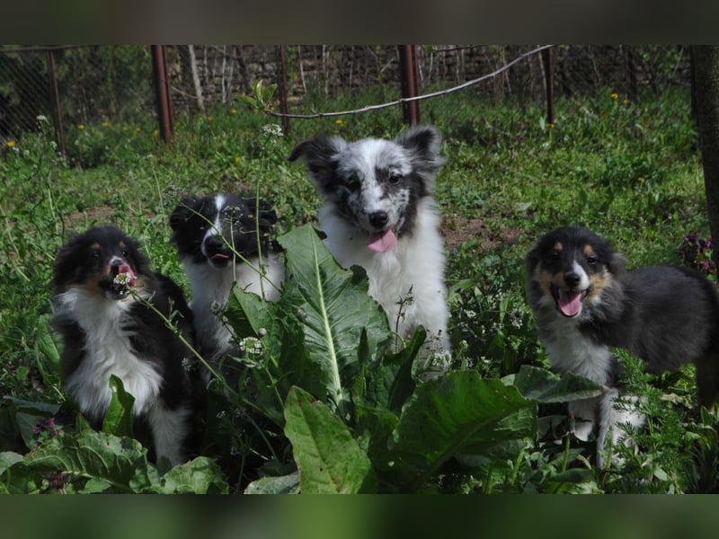 Sheltie-Welpen mit FCI-Dokumenten