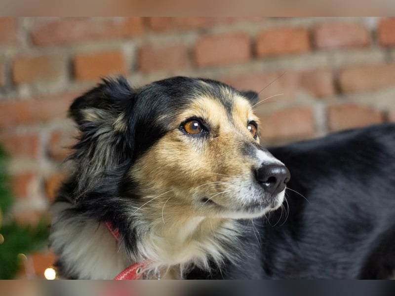 ORFEY Sucht Anschluss (Ukraine)