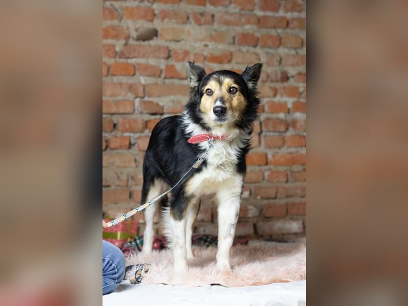 ORFEY Sucht Anschluss (Ukraine)