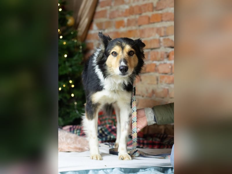 ORFEY Sucht Anschluss (Ukraine)