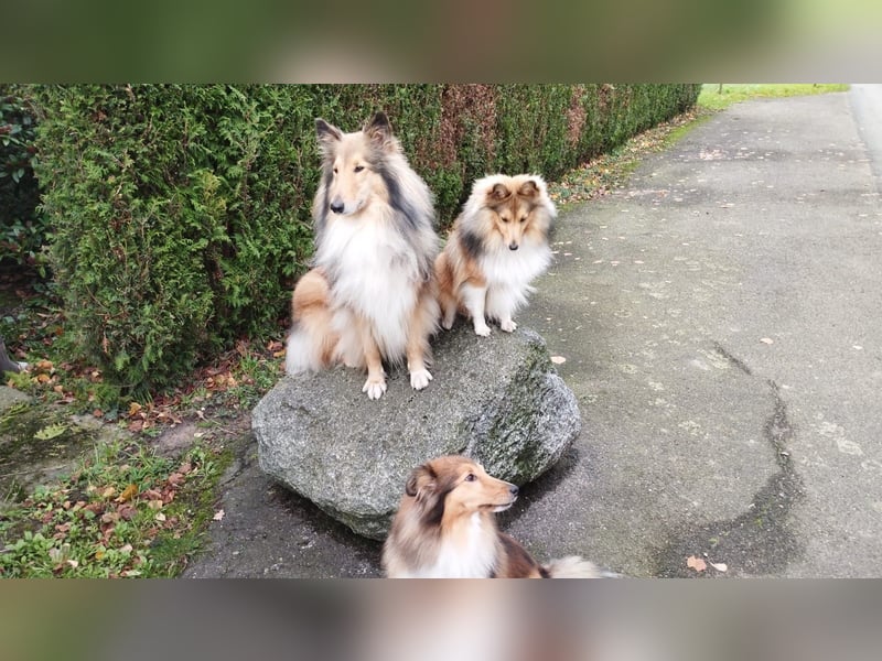 Wurfankündigung Sheltie / Shetland Sheepdog
