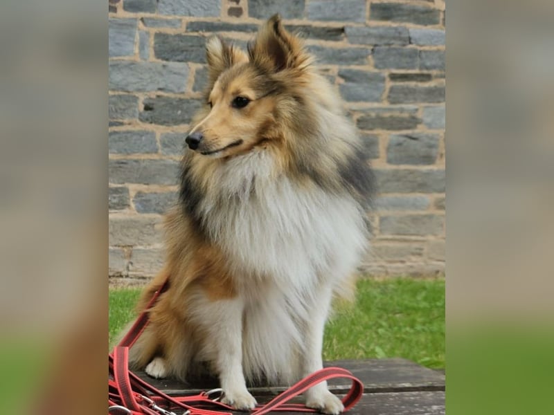 Wurfankündigung Sheltie / Shetland Sheepdog