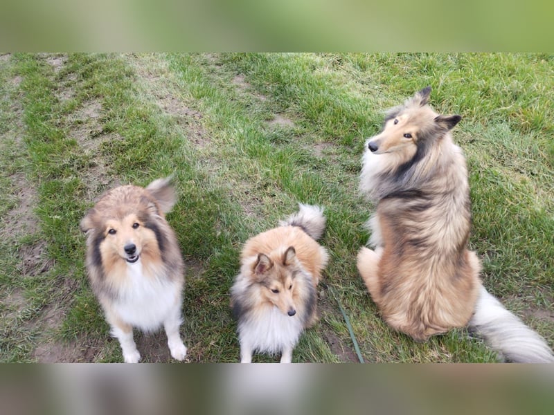 Wurfankündigung Sheltie / Shetland Sheepdog