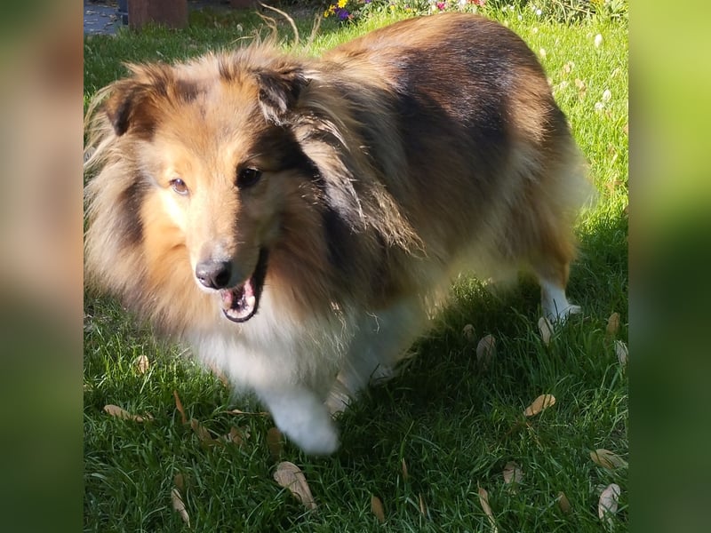 Wurfankündigung Sheltie / Shetland Sheepdog