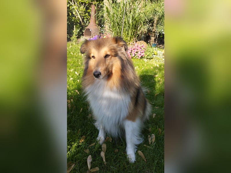 Wurfankündigung Sheltie / Shetland Sheepdog