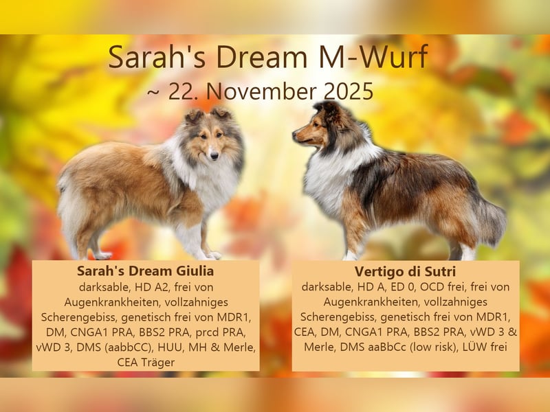 Sheltie Welpen aus TOP Verpaarung mit ausgezeichneten Gesundheitswerten