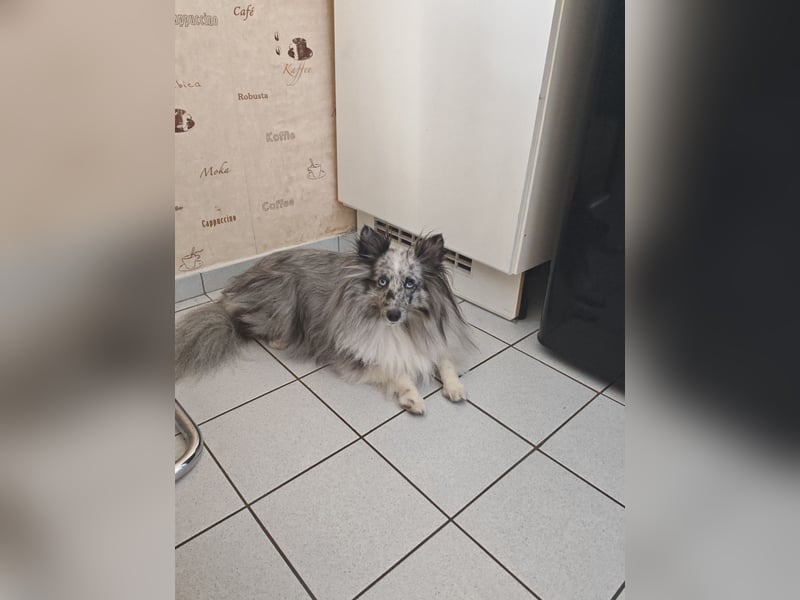 Sheltie Hündin 5 Jahre