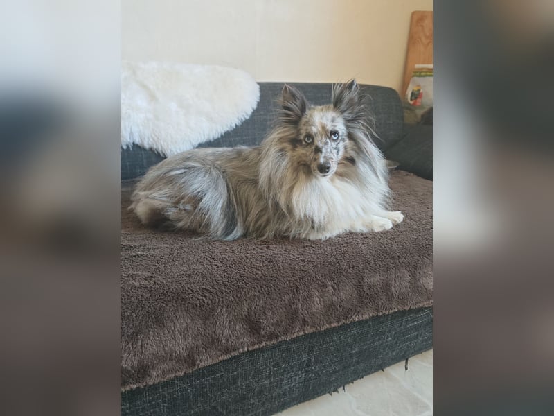 Sheltie Hündin 5 Jahre