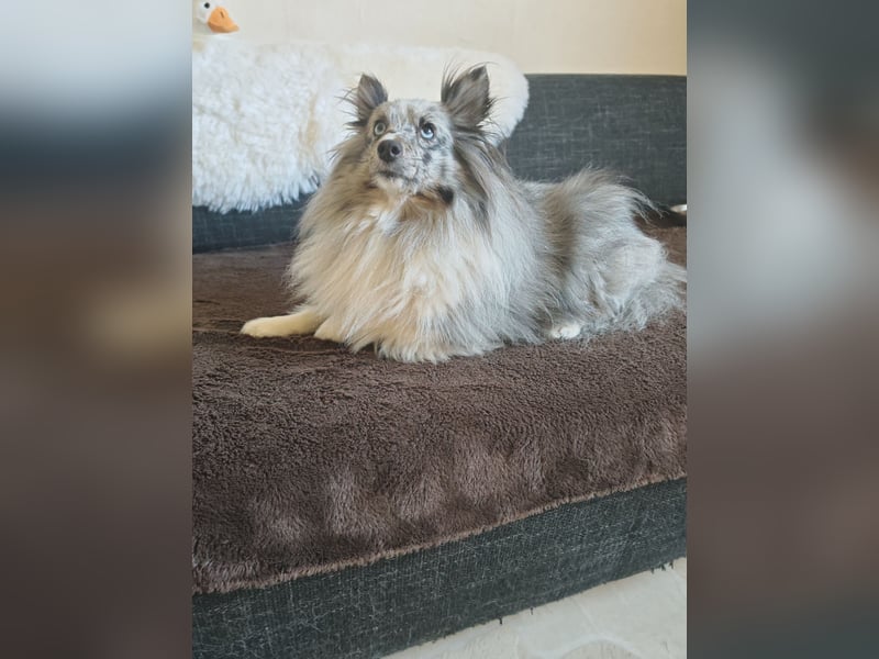 Sheltie Hündin 5 Jahre