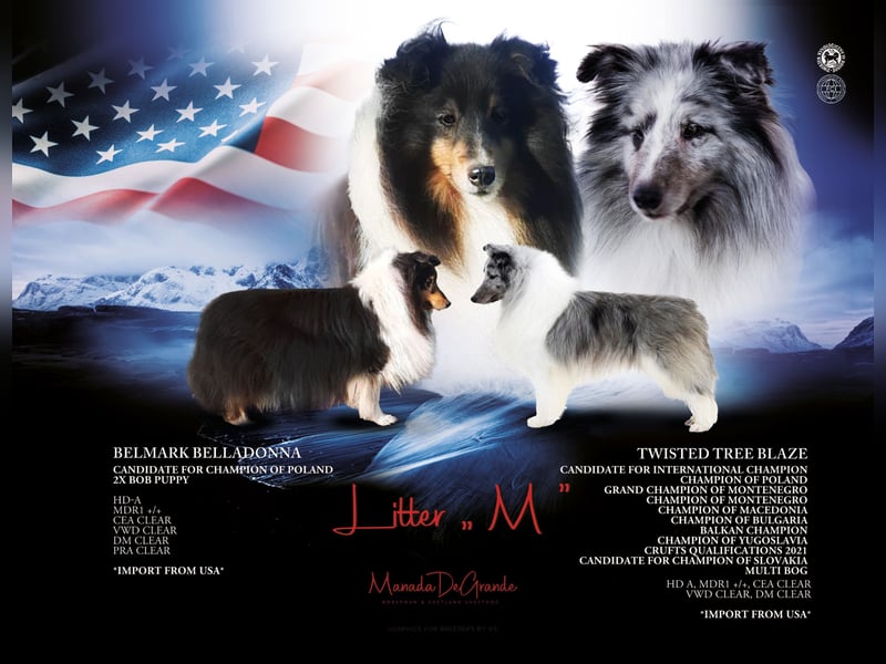 Amerikanische Line Sheltie Welpen FCI