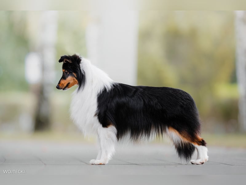 Amerikanische Line Sheltie Welpen FCI
