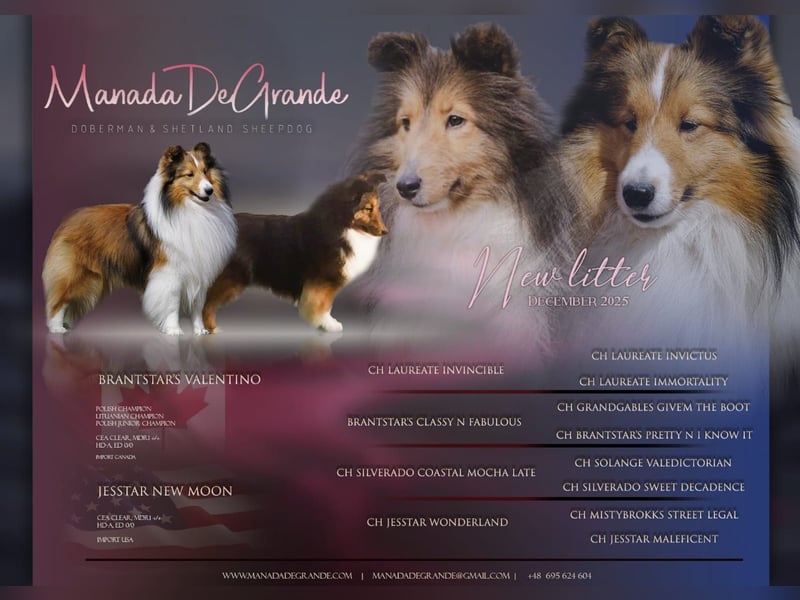 Amerikanische Line Sheltie Welpen FCI