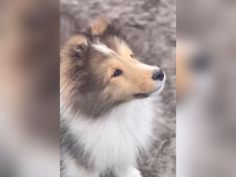Amerikanische Line Sheltie Welpen FCI
