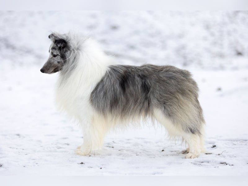 Amerikanische Line Sheltie Welpen FCI