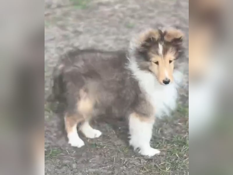 Amerikanische Line Sheltie Welpen FCI