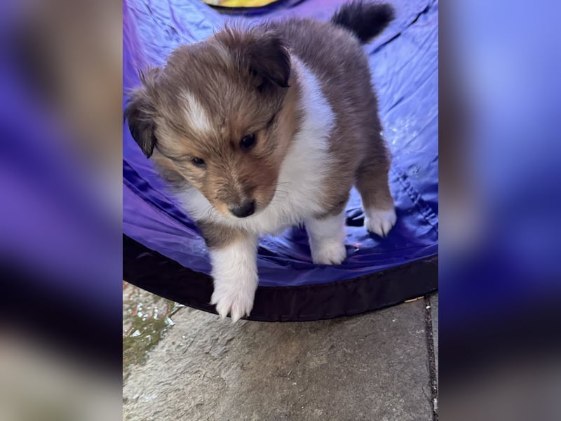 Sheltie Welpen suchen ihre Lieblingsmenschen