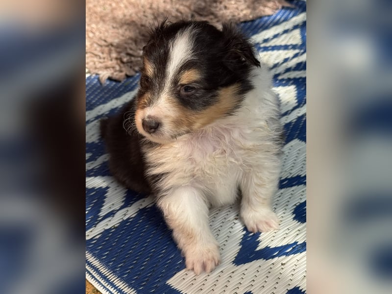Sheltie Welpen suchen ihre Lieblingsmenschen