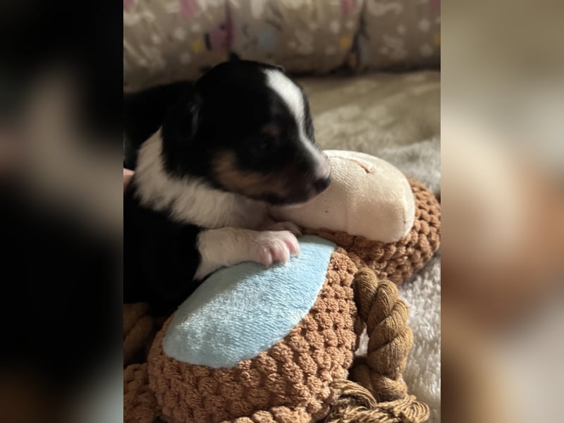 Sheltie Welpe sucht seine(n) Lieblingsmenschen