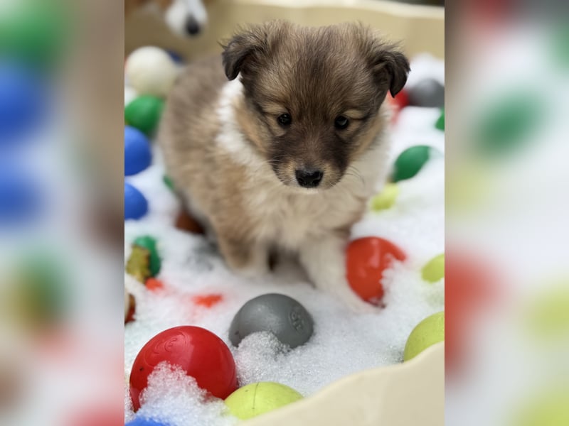 Sheltie Welpe aus VdH/ FCI Zucht