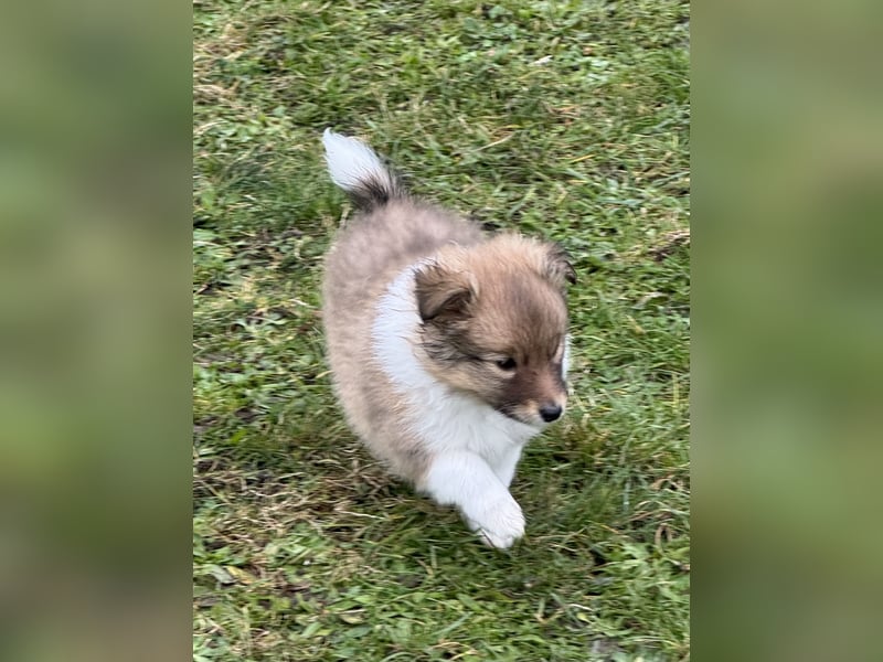 Sheltie Welpe aus VdH/ FCI Zucht