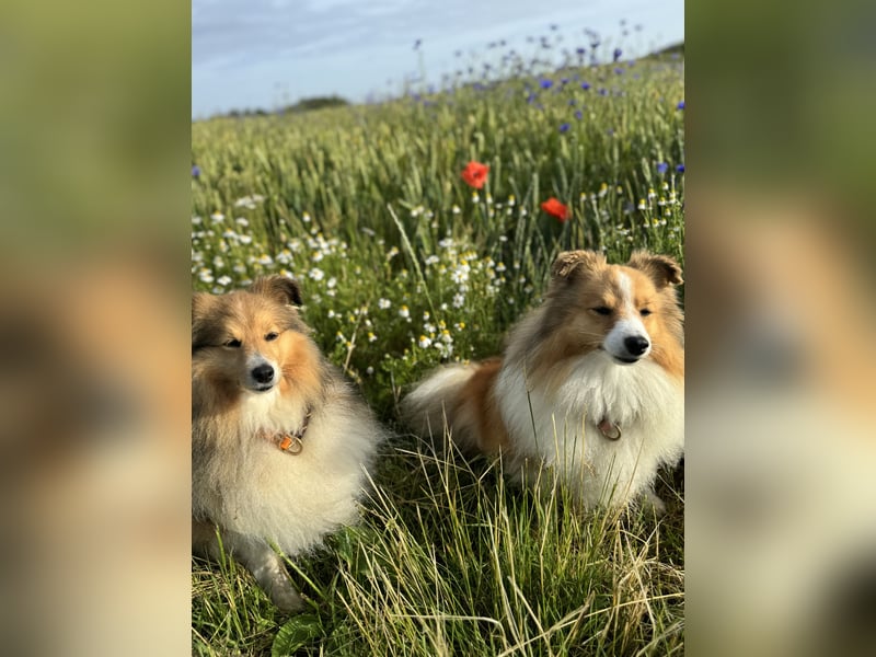 Sheltie Welpe sucht seine(n) Lieblingsmenschen