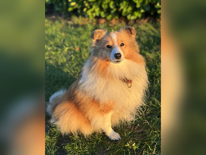 Sheltie Welpe aus VdH/ FCI Zucht