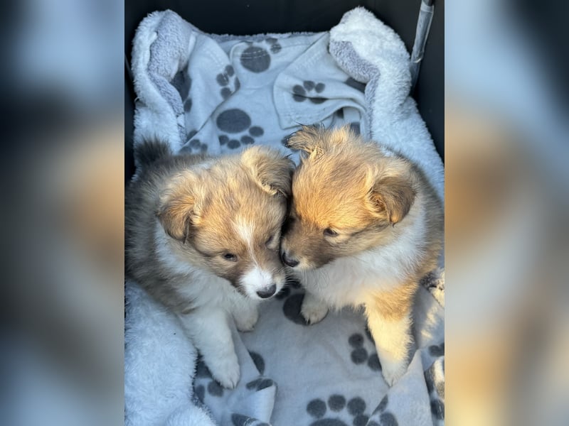 Sheltie Welpe aus VdH/ FCI Zucht